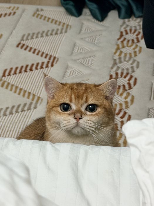 Вязка / кот / читокровная шиншилла / прямоухая / вязки