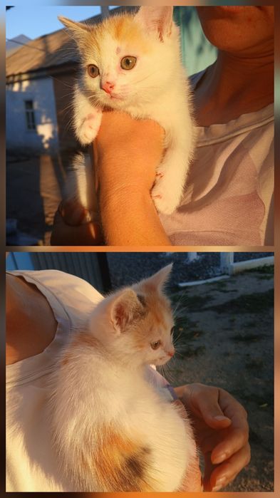 Отдам котят девочки