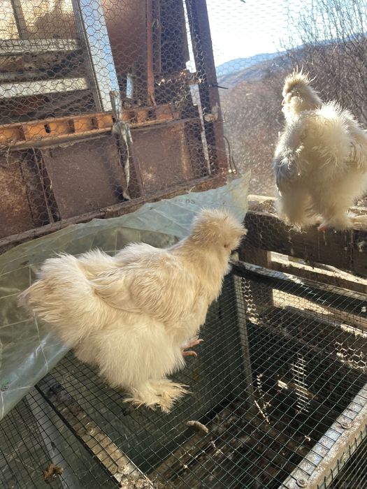 Струмски стандарт,бантам и копринки