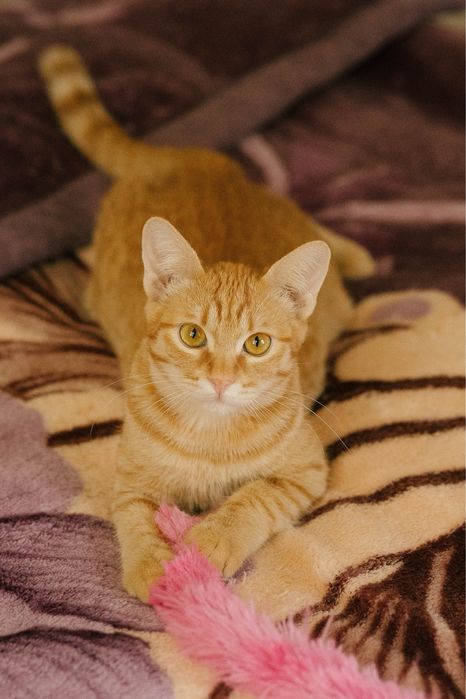 Рыжий котик ищет дом