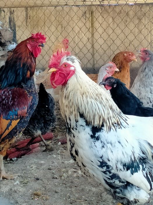 Яйца инкубационные продам
