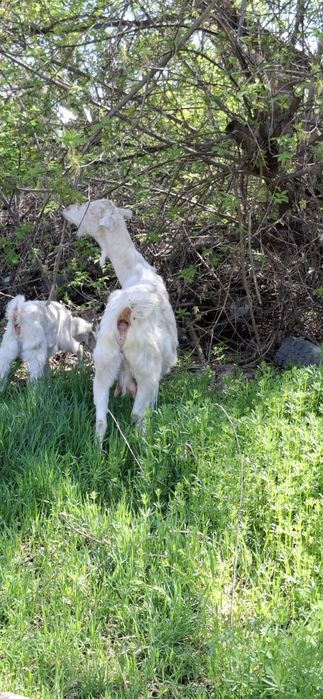 Заненский лақтар сатыдады 4  айлық