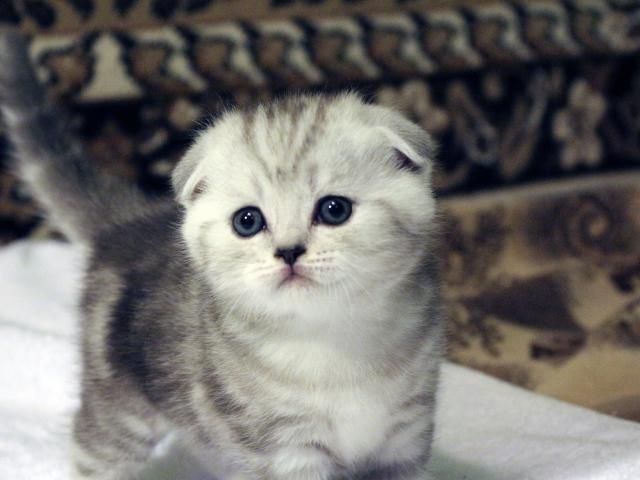 Skotish fold mushukchalari