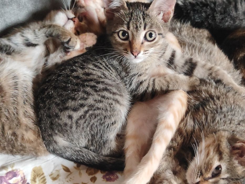 Отдам котят мальчики