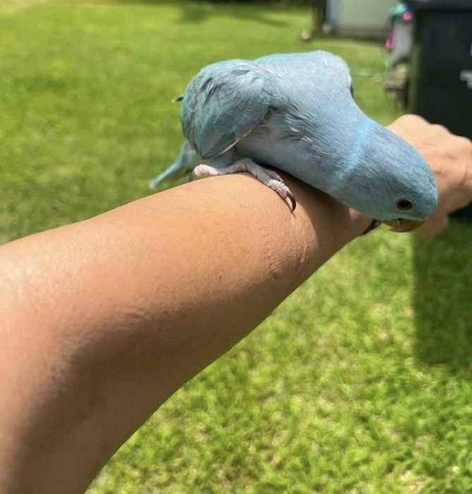 Papagali vorbitori micul alexandru pui blanzi alexander