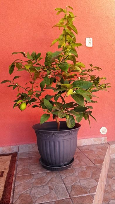 Lămâi în ghiveci de vânzare