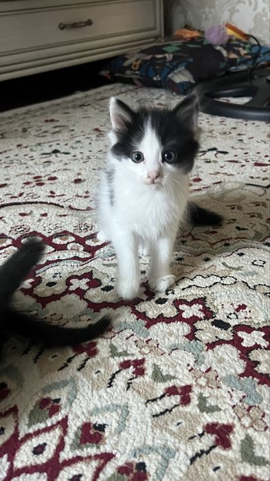 Милые котята в добрые руки