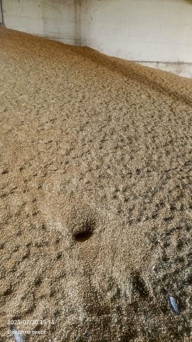 Арпа таз малга (ячмень)