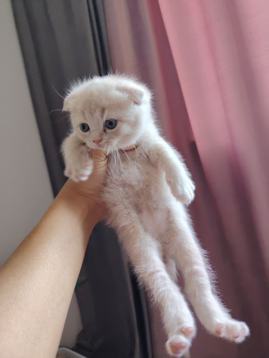 Срочно продаются котята скотиш фонд и скотиш страйт