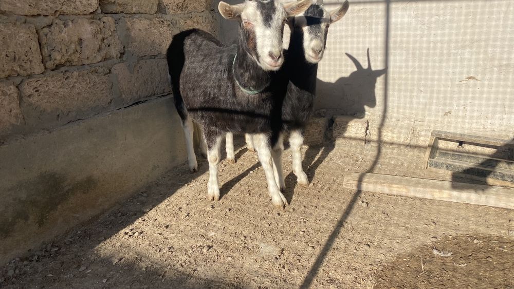 Ешкі сатылады лағымен