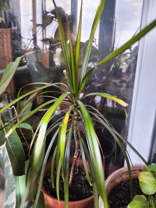 Комнатное растение Диффенбахия