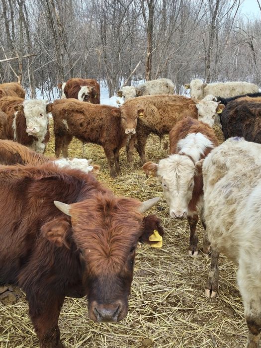 Продам Бычков породы гелефорд