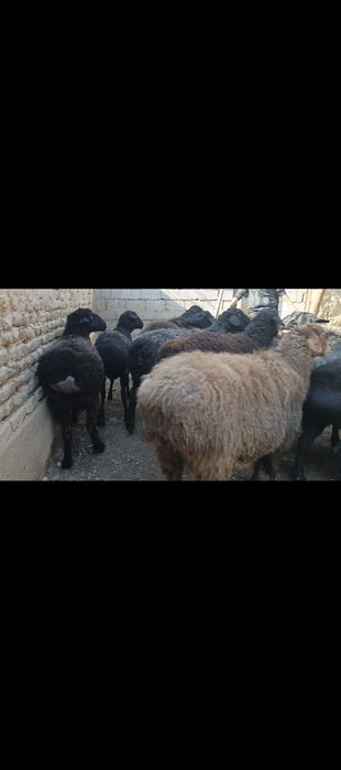 Xisori bugʻoz egiz tugʻadigan qoʻylar sotiladi