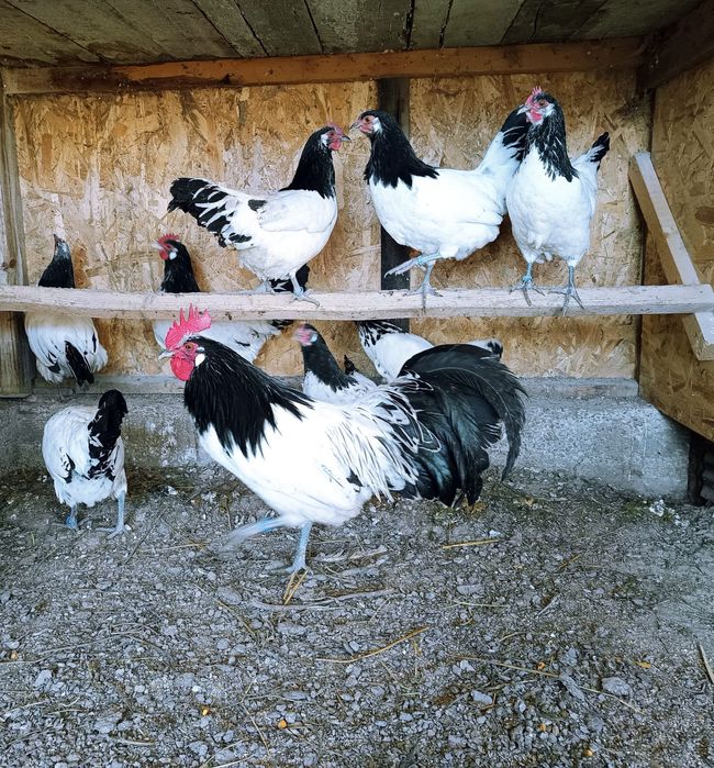 Familie găini lakenvelder 1+6