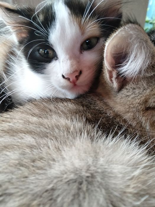 Отдам даром котят
