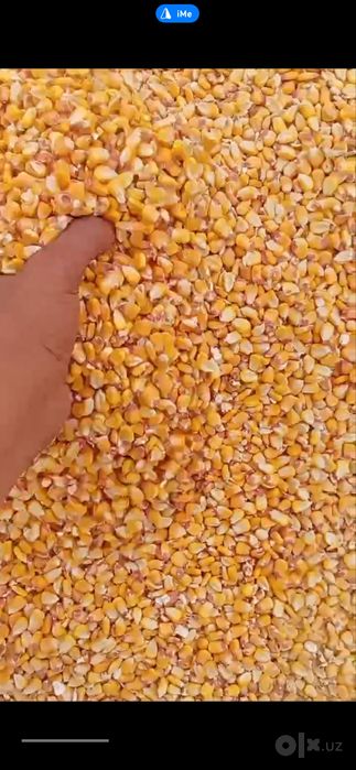johori makka makkajohori optom sklad макка жохори кукуруз оптом склад