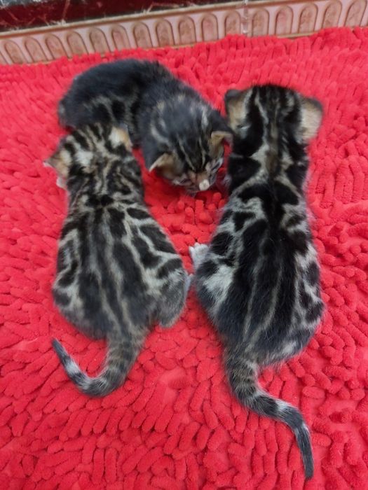 VIP КОТЯТА- Бенгальские!