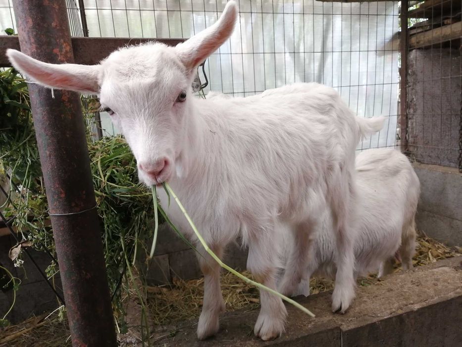 Iezi de vănzare la Diosig