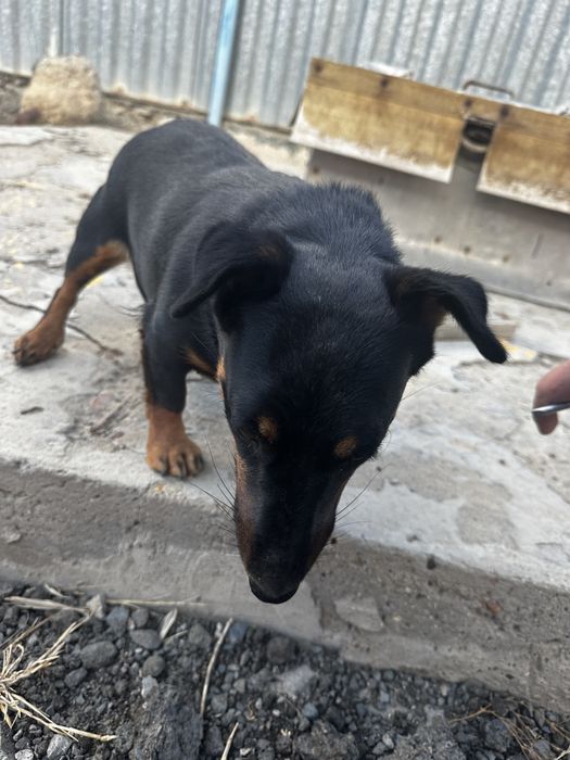 Якьтерер продаеться