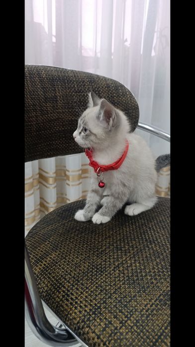 Тайская кошечка сиамская