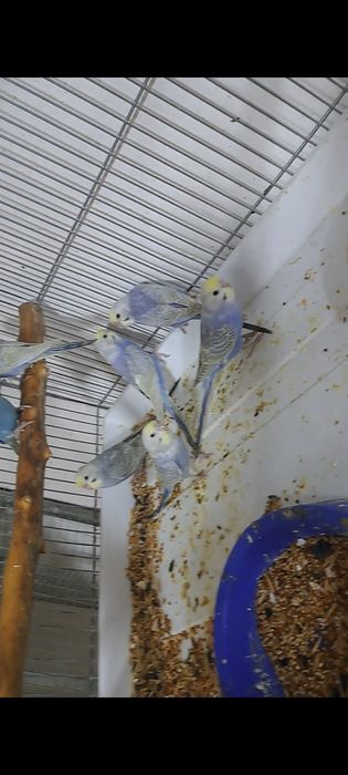 Радужный маладойлар сотилади