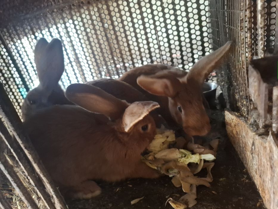 Iepuri  hycole francez si metis  neozeelandez rosu