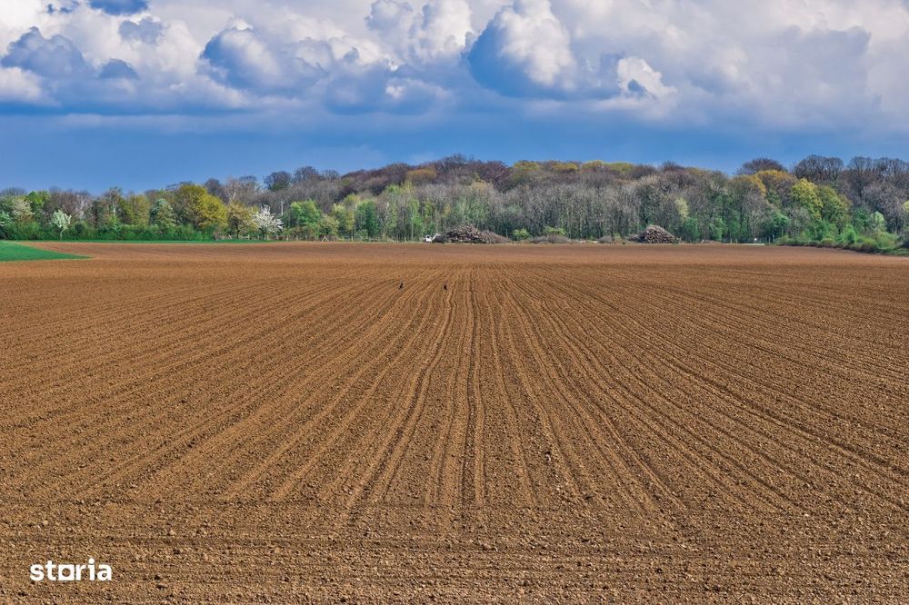 Vand teren agricol 60 ha Masloc