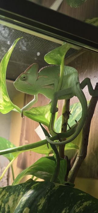 Vand Cameleon veiled