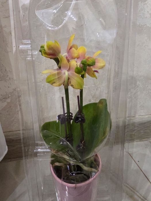 Комнатные  цветы орхидеи, антуриум, шефлера