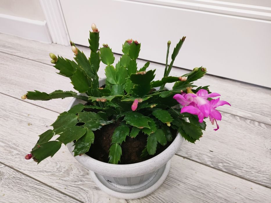 Растения разные. Доставка