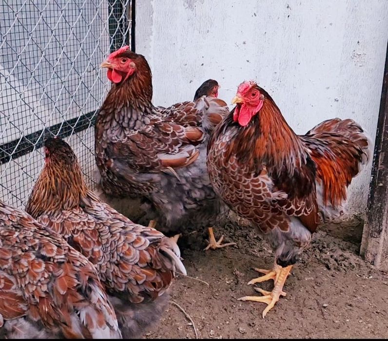 De vânzare Familii și oua pt incubat