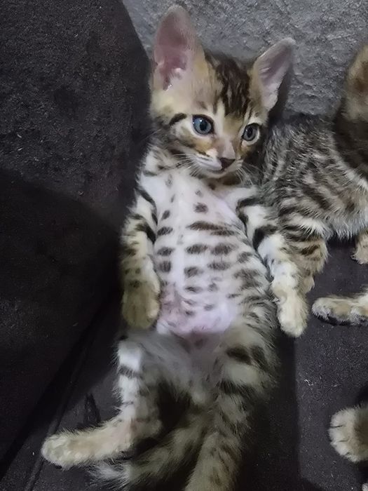 Бенгальские котята