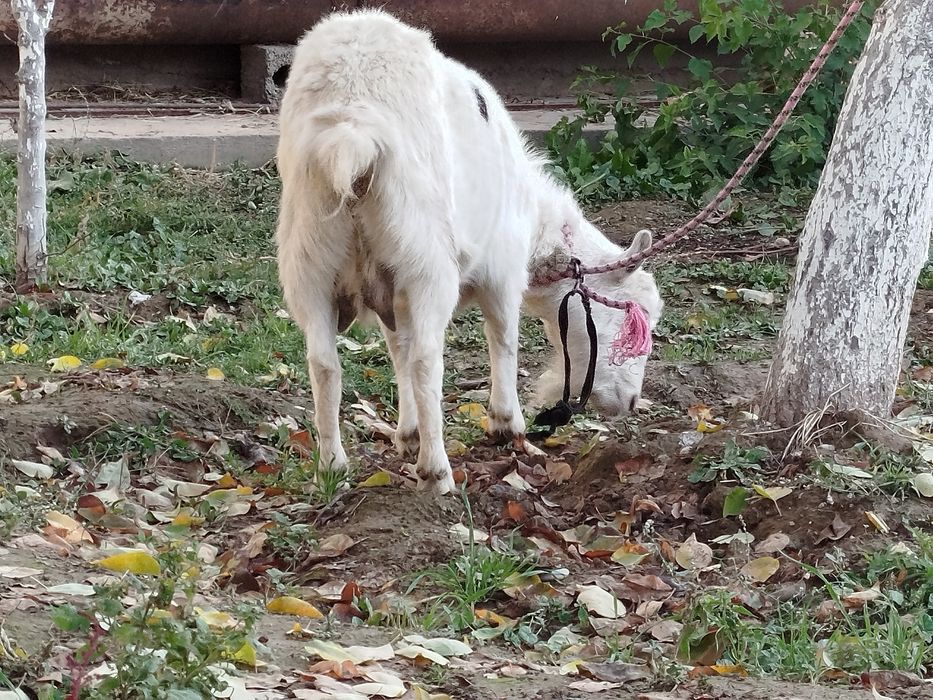 Орыс Ешкі Сатылады