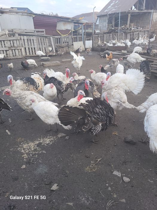 Срочно продам молодые индюки 9 месяцев .по 15000 тг.