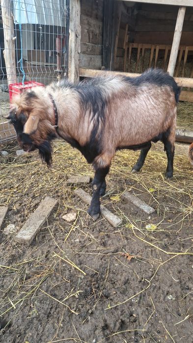 Țap rasă alpin anglonubian de vânzare