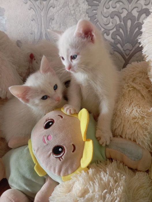 Продаются Котята