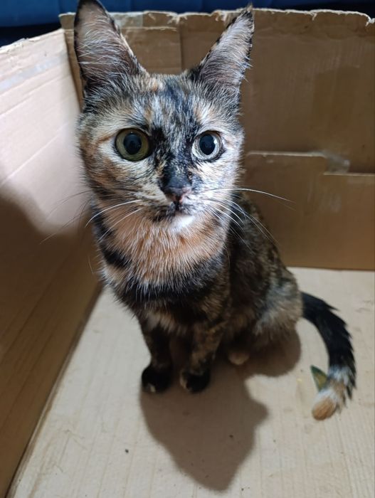 Отдаём кошку и котят в хорошие руки!