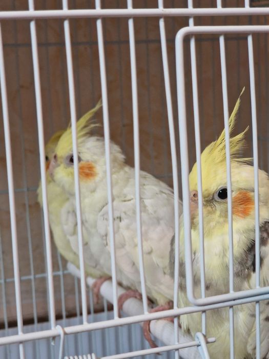 Кореллы молодые!