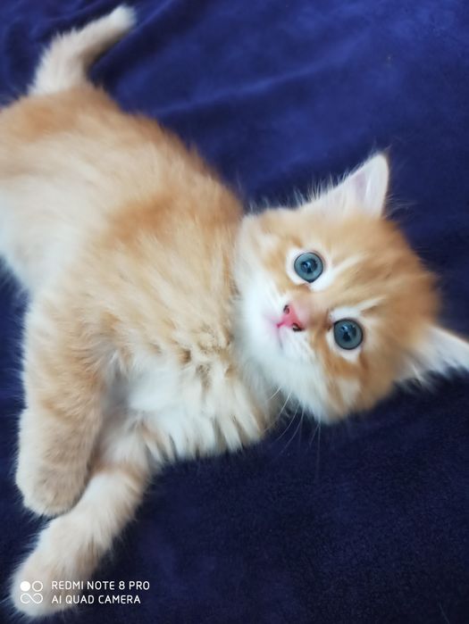 Отдам котят в хорошие руки