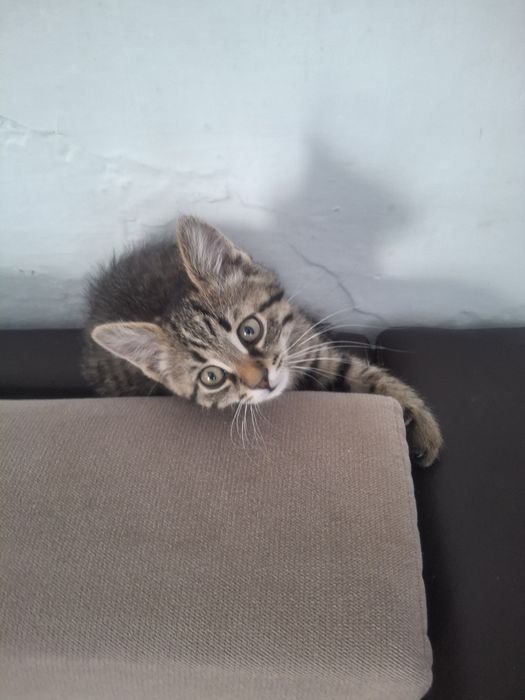 Одам котёнка 2.5 месяца мальчик