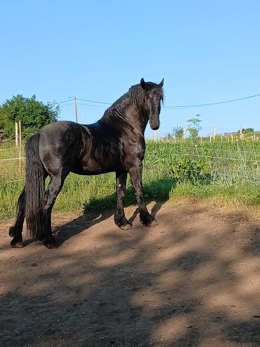 Armăsar frizian de 3 ani