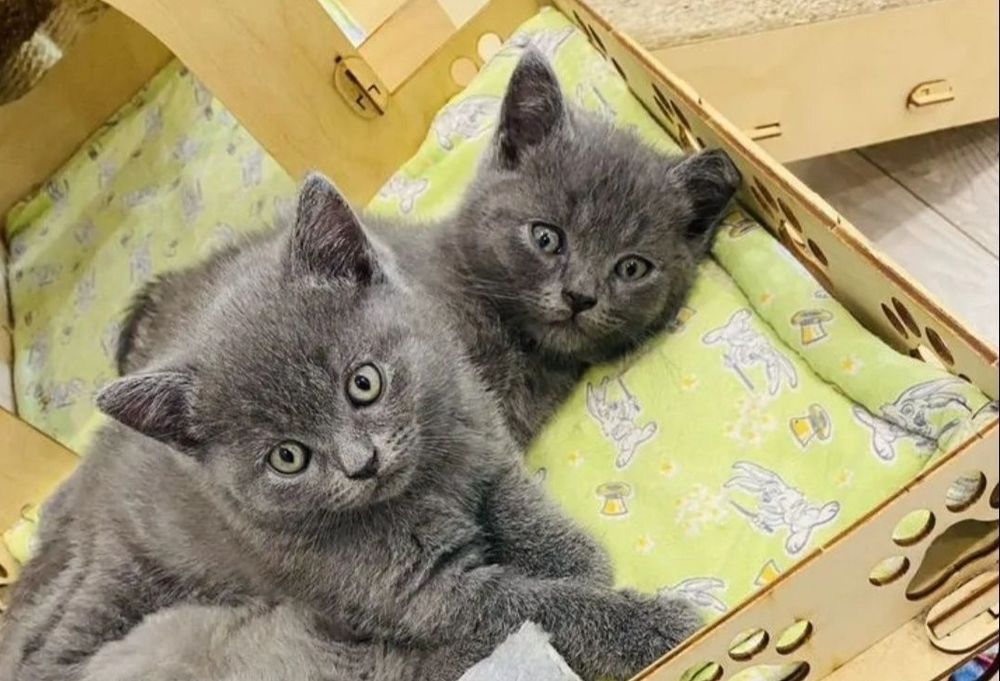 Британские девочки 2мес голублй окрас