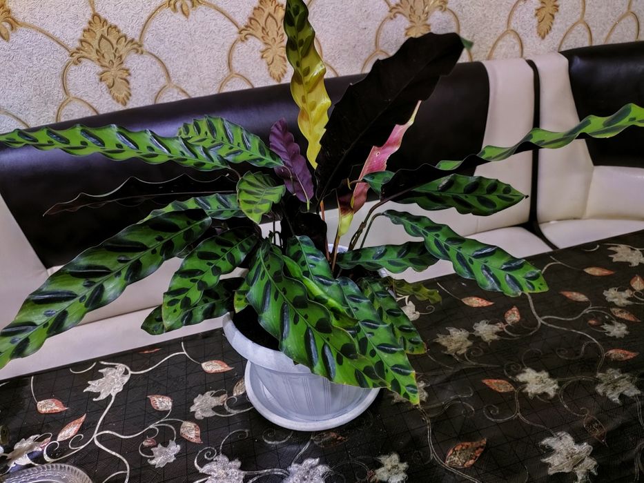 Цветы . Доставка