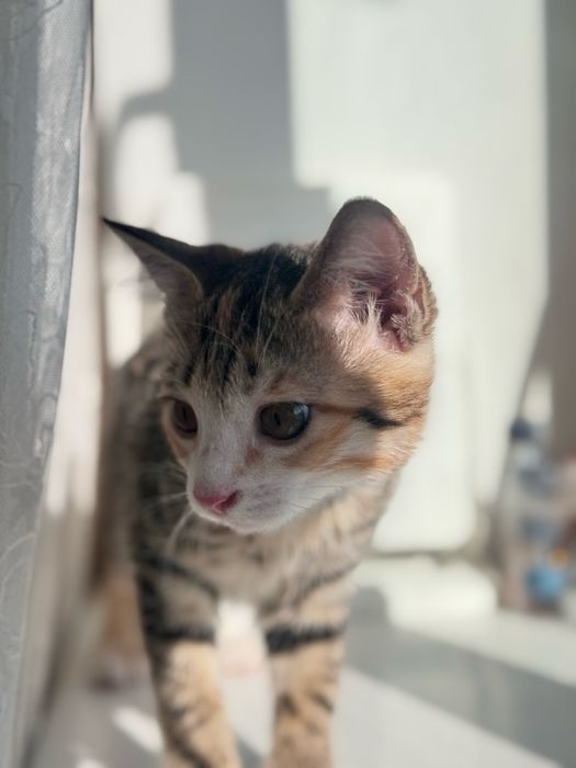 Отдам котёнка в добрые руки.