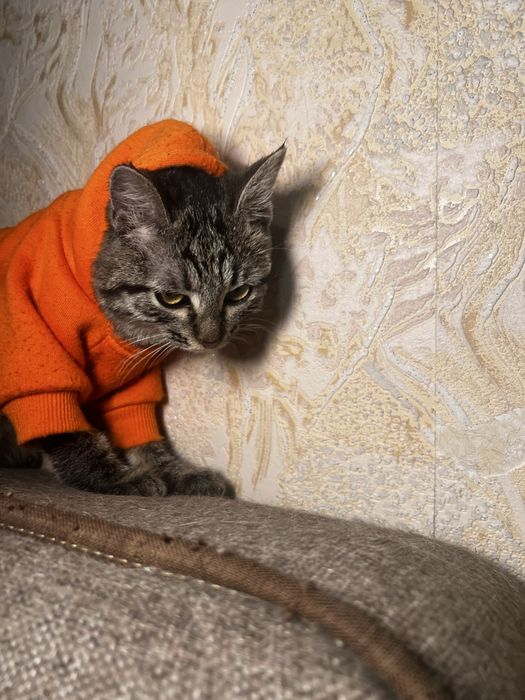 Котик липучка в добрые руки