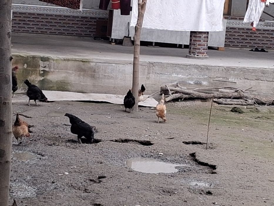 Damashni tovuq va xo'rozlar sotiladi