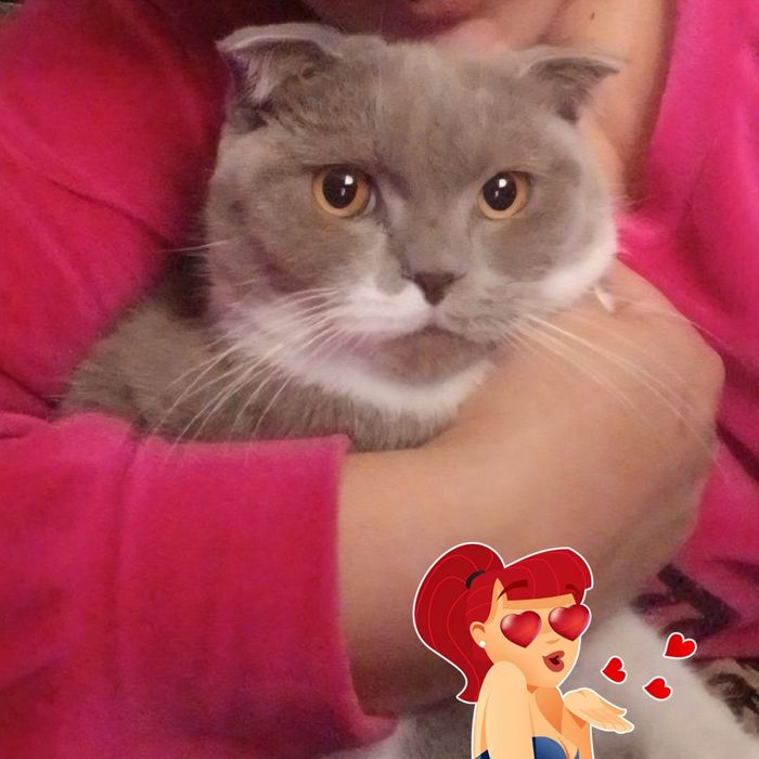 Акилли ювош киз мушук сотилади