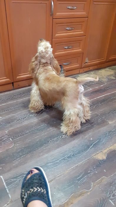 привозной кобель американского кокер спаниеля