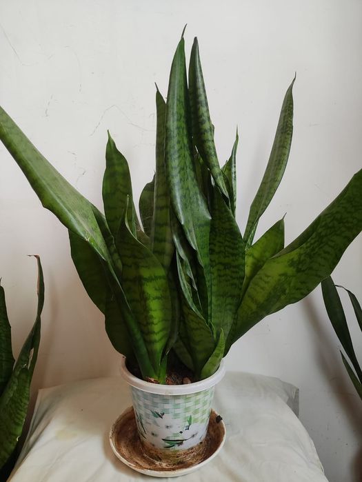 Срочно продаються комнатные цветы в саязи с выездом