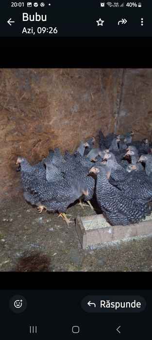 Puicuțe ouătoare  de vânzare